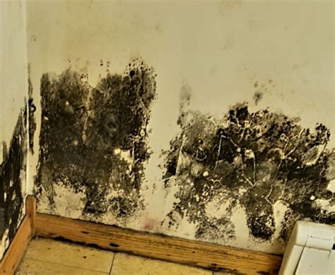 Home Exercise Program for Beginners 的图像结果