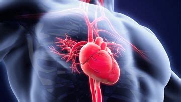 Pediatric Cardiology : Rheumatic Fever (rf) And Rheumatic Heart Disease ...