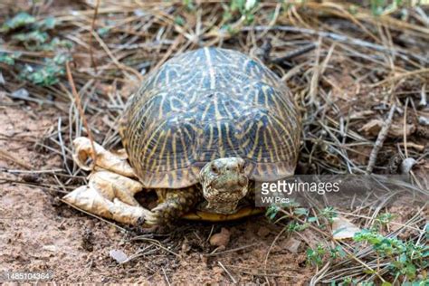 Image result for Ornate Box Turtle Shell