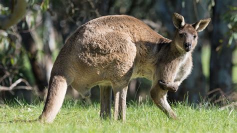 Kangaroo Attacks Man Australia at Kate Gask blog
