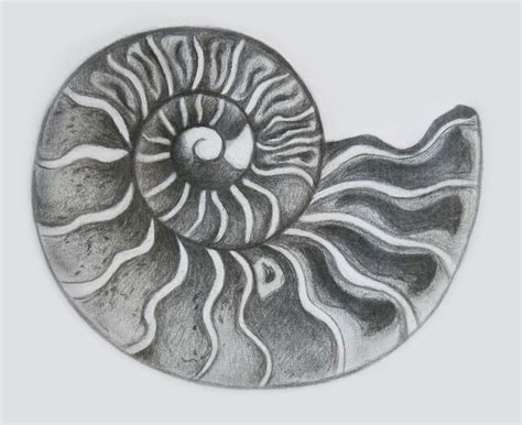 Image result for Count Shell Drawing