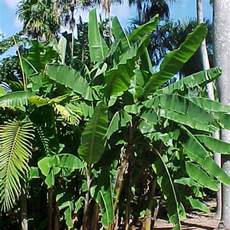 Musa spp.