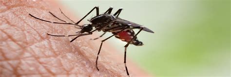 High content imaging solutions aid in screen for Zika virus inhibitors ...
