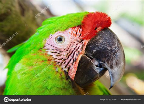 Image result for Parrot Side View