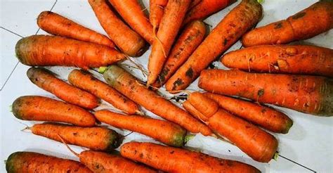 冬天保存胡蘿蔔，原來很簡單，不放冰箱不埋土，放一冬天都新鮮