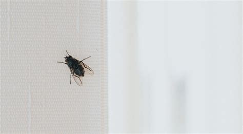 Small Black Flying Bugs In House