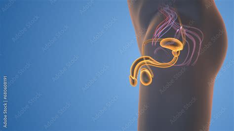 Image result for Male Reproductive System Animation