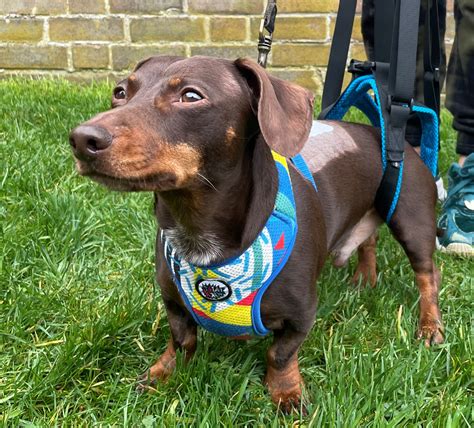 Can A Dog Recover From A Herniated Disc