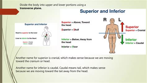 anatomical nomenclature | PPTX
