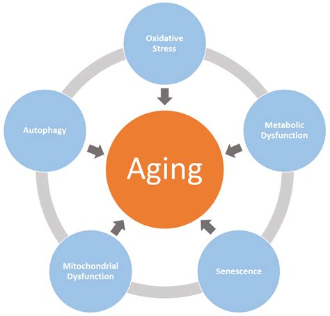 Attenuation of Aging-Related Oxidative Stress Pathways by ...