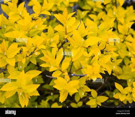 bush with yellow leaves Stock Photo - Alamy
