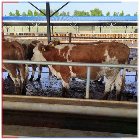 养殖基地 杂交牛出售 鲁西黄牛 西门塔尔怀孕母牛