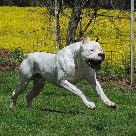 Argentine Dogo