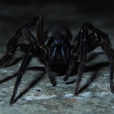 Large Black Spider Wellington, NZ. : r/spiders