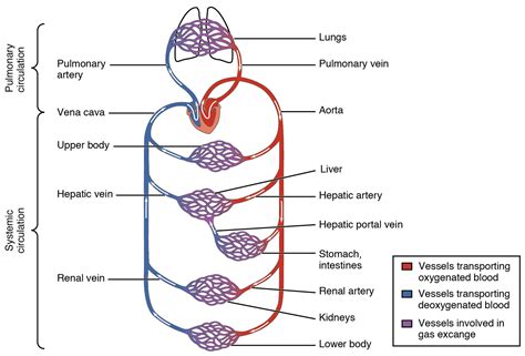 The Circulatory System – Human Nutrition