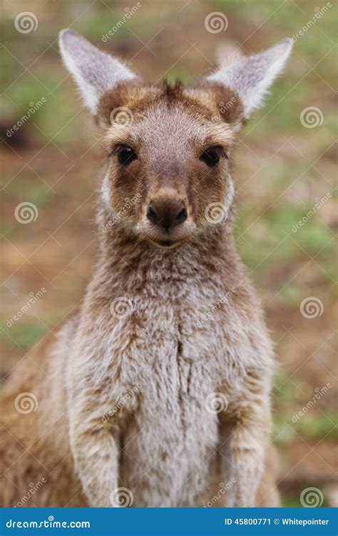 The Western Grey Kangaroo Baby (Macropus Fuliginosus) Stock Image ...