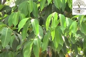 Kapebonavista Jamun Java Plum Jam Jambolan Black Plum plant, it is a ...