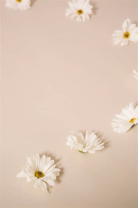 Download Solid Pastel Color White Flowers Wallpaper | Wallpapers.com