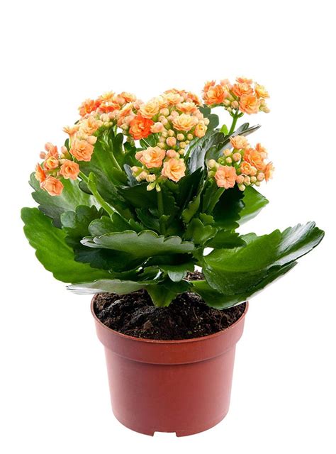 Kalanchoe blossfeldiana Orange - Table Top Flowering Plants– Exotic Flora