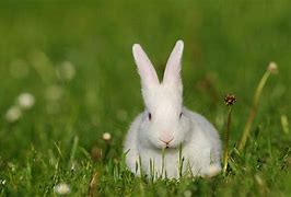 Image result for Grampy Rabbit White Background