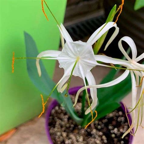 Каталог кімнатних вазонів з фото та назвами | Faterra