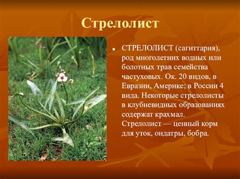 Презентация по кубановедению на тему : Растительный и животный мир ...