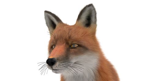European Fox Sitting Pose Fur 3D model | 3D Molier International