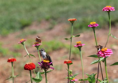Hummingbirds in North Carolina 2024 - Rove.me