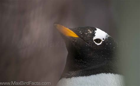 Do Penguins Have Feathers – How to Stay Warm in Antarctic Waters Only ...