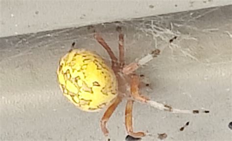 Araneus marmoreus (Marbled Orb-weaver) in WINDSOR / Hartford ...
