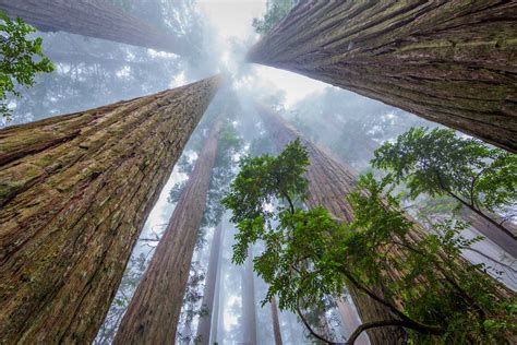 The Complete Guide to Visiting Redwood National Park - The Planet D