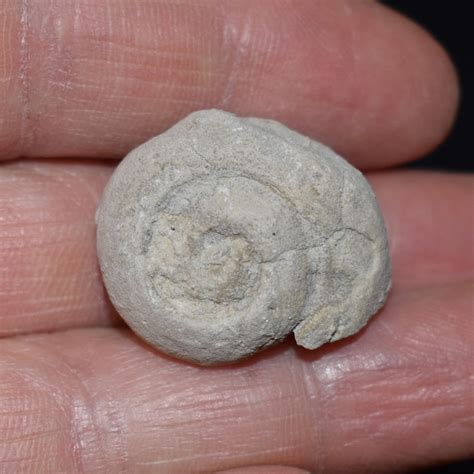 Image result for Snail Shell Fossil