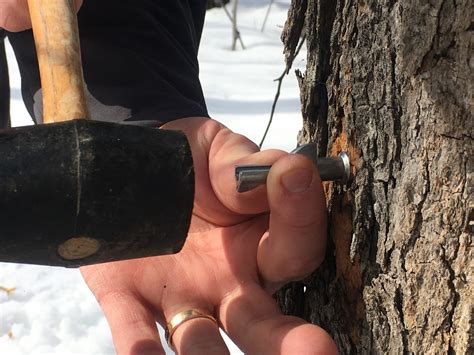 Image result for Making Maple Syrup