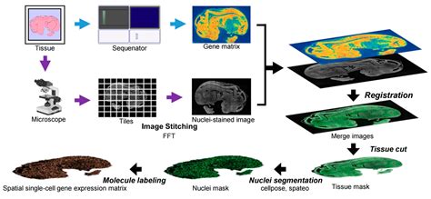 AI-Driven Transcriptome Prediction in Human Pathology: From Molecular ...