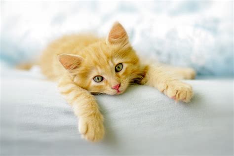 Sanatçılar en çok KEDİ sever - Kedi Resimleri (5. Katalog) - Sayfa 62