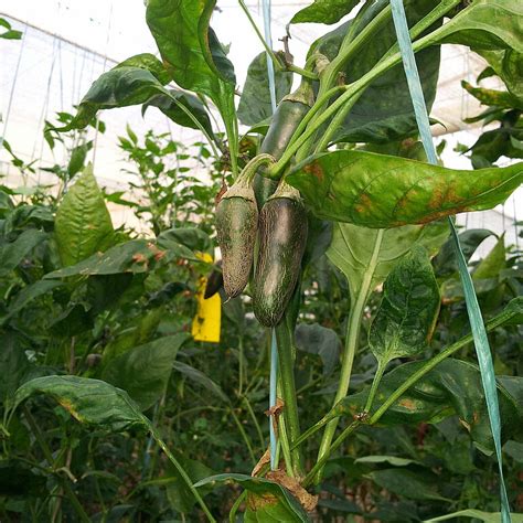 Chilli thrips - Biocontrol, Damage and Life Cycle