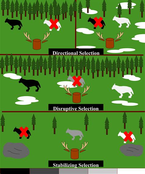 Stabilizing Selection | Definition, Causes & Exammples