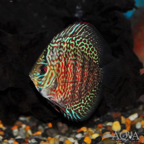 Image result for Red Leopard Discus