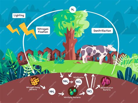 Premium Vector | Nitrogen cycle diagram biogeochemical process nitrogen converted from ...