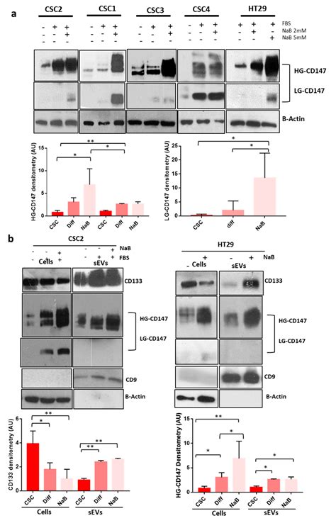 CD147 Promotes Cell Small Extracellular Vesicles Release during Colon ...
