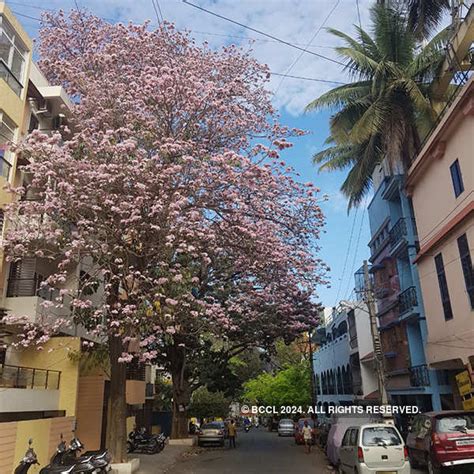 Bengaluru is in full bloom- The Etimes Photogallery Page 5