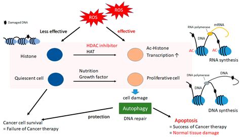 Comprehension of the Relationship between Autophagy and Reactive Oxygen ...