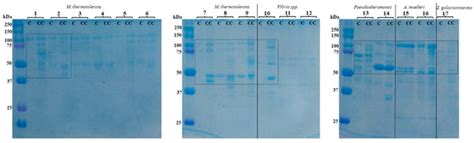 Chitinolytic and Fungicidal Potential of the Marine Bacterial Strains ...