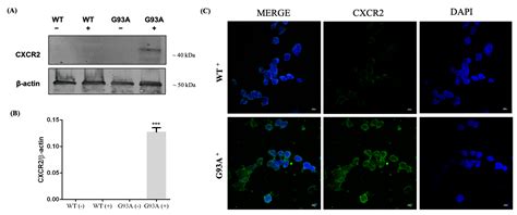 CXCR2 Is Deregulated in ALS Spinal Cord and Its Activation Triggers ...