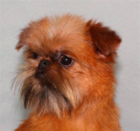 Griffon Petit Brabancon Brabanter Zwerggriffon in Mügeln | Tiere ...