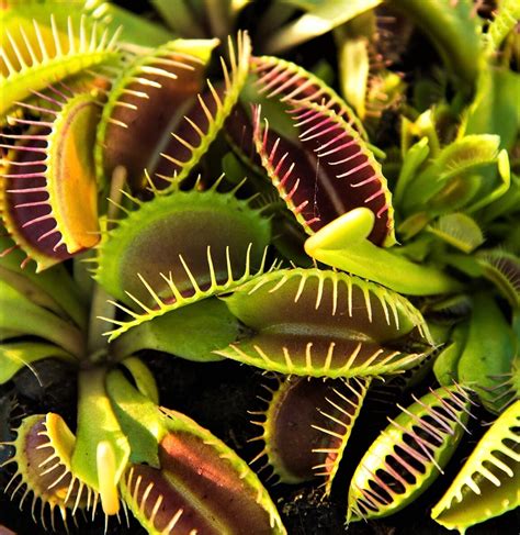 Venus Fly Trap Seeds for g Dionaea muscipula Carnivorous seeds