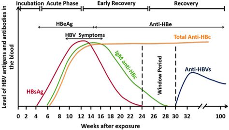 Hepatitis B Virus Molecular Epidemiology, Host-Virus Interaction ...