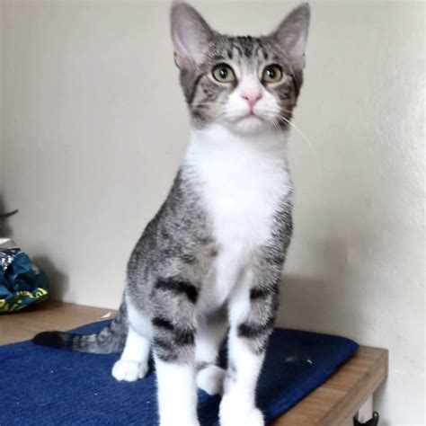 Spend your Labor Day weekend with one of these 18 adoptable friends ...