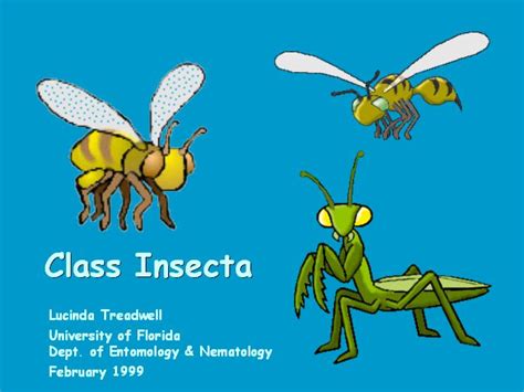 Image result for Class Insecta Label