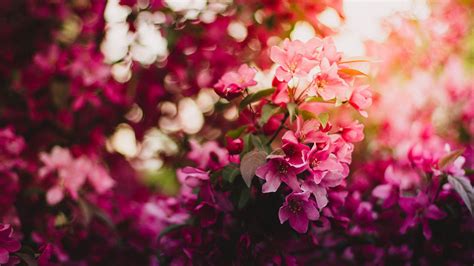 Download wallpaper 2048x1152 flowers, bloom, branch, light ultrawide ...